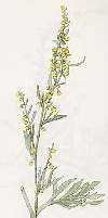 Artemisia abrotanum